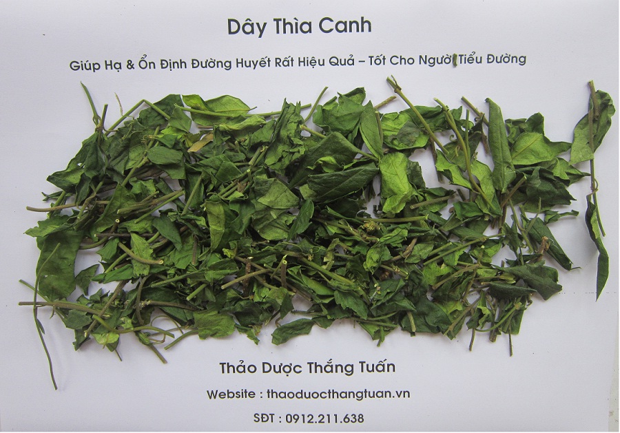 Dây Thìa Canh Thắng Tuấn