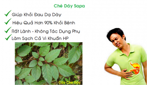 Công Dụng Của Chè Dây