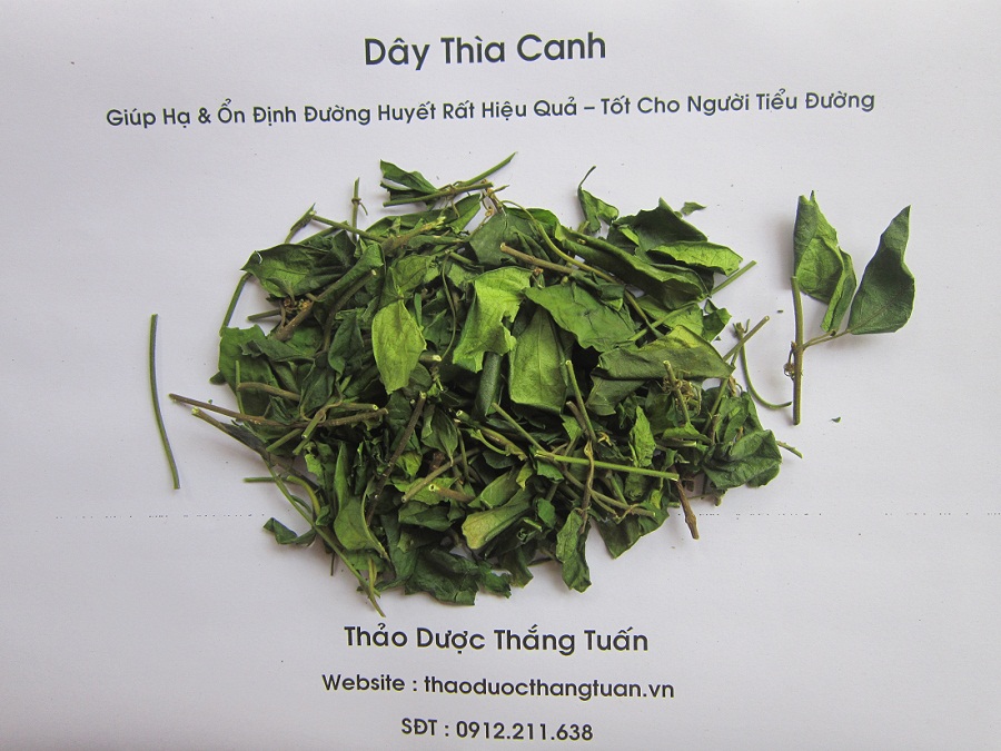 Dây Thìa Canh Nam Định