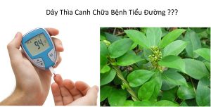 Dây Thìa Canh Chữa Bệnh Tiểu Đường