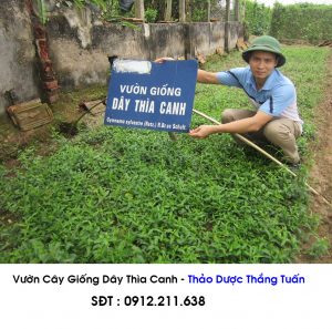 Vườn Cây Thìa canh giống