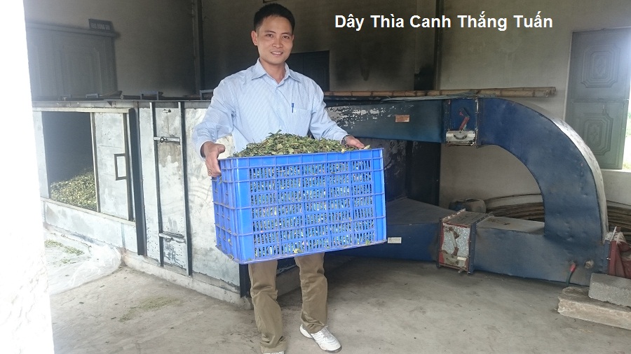 Dây Thìa Canh Sấy Khô