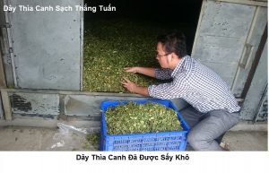 Hình Ảnh Dây Thìa Canh Nam Định