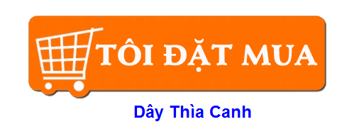 đặt mua dây thìa canh