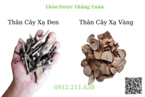 Phân Biệt Xạ Đen Và Xạ Vàng