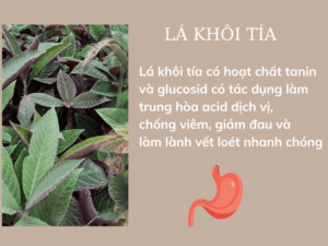 Lá Khôi Tía Chữa Đau Dạ Dày